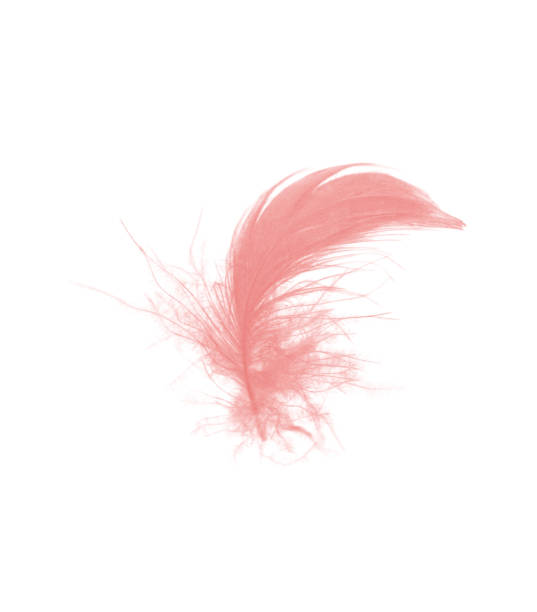 istock coral pink feather on white background 909363960