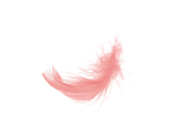 istock coral pink feather on white background 909363962