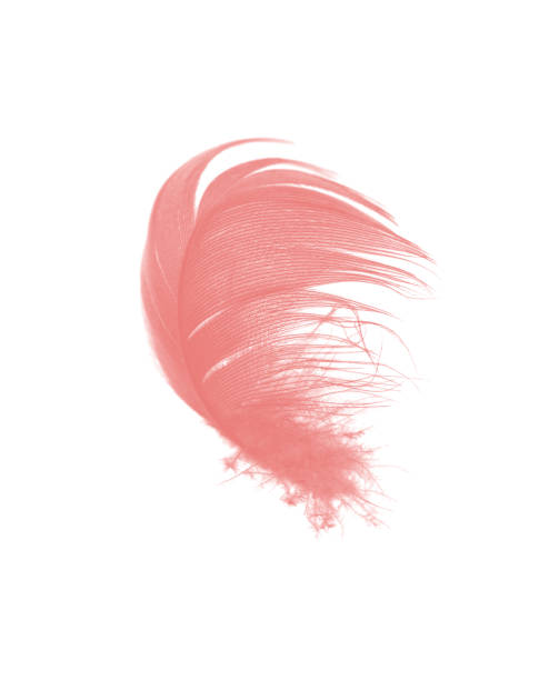 istock coral pink feather on white background 909363992