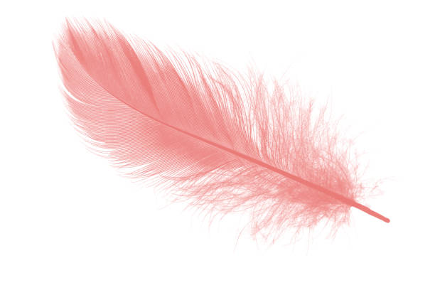 istock coral pink feather on white background 909364006