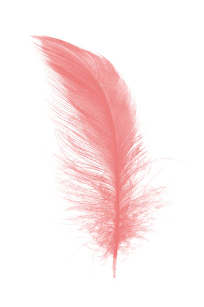 istock coral pink feather on white background 909364014