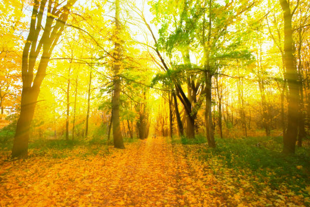 istock Beautiful sunset in autumn Park. 909364188