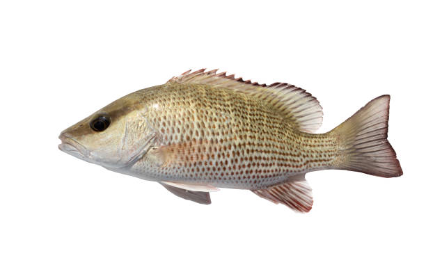 istock The mangrove snapper or gray snapper (Lutjanus griseus). Isolated on white background 909364868