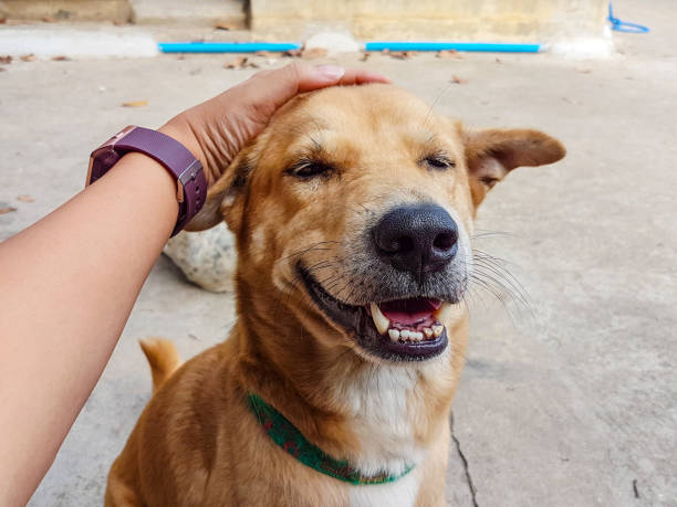 istock man hand touch on the dog's head 909367408