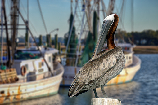 In azure waters of Caribbean Sea off coast of Aruba pelican floats on water's surface.