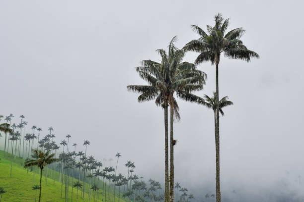 Wax Palm Trees stock photo