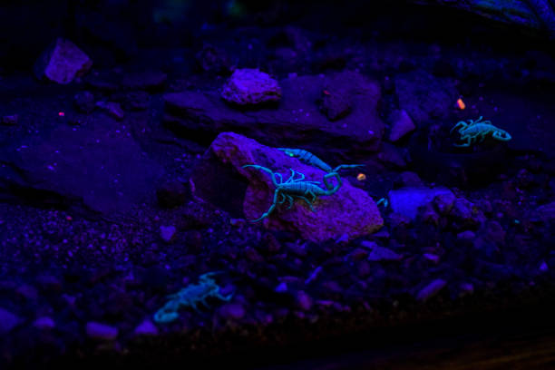 Luminescent Scorpions at Night stock photo