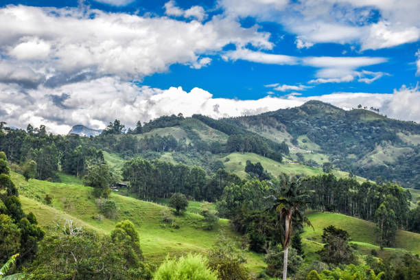 istock Coffee Region landscape 909369980