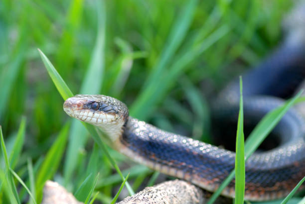 풀밭에 뱀 - rat snake 뉴스 사진 이미지