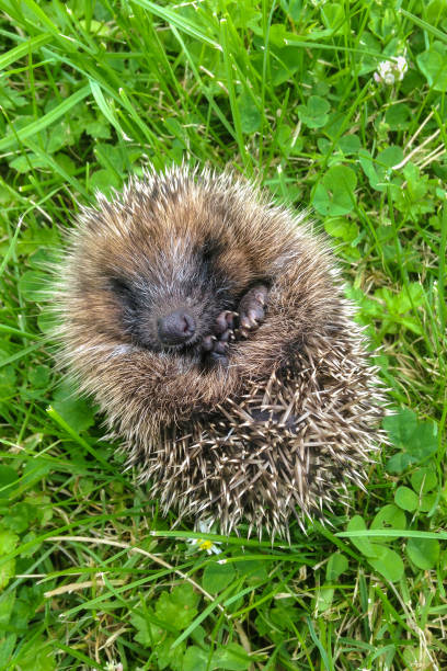 istock baby hedgehog curled up in ball on grass 909370594