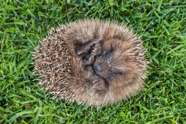 Hedgehog on a dark background. Hedgehog on the hunt. Cute and cute animal.