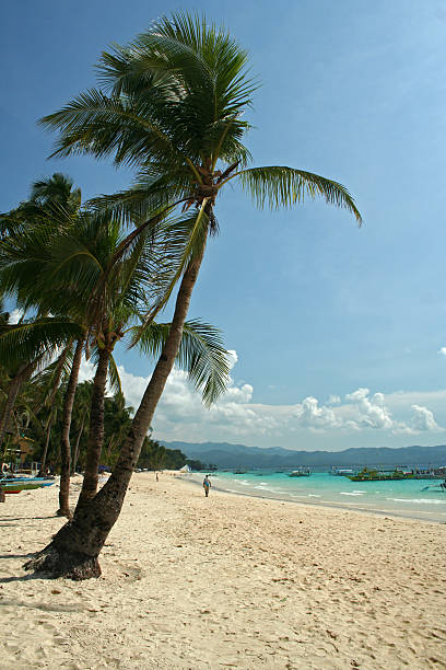 istock boracay island palm trees 90937198
