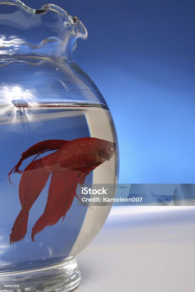 Pesce Betta rosso - Foto stock royalty-free di Dentro