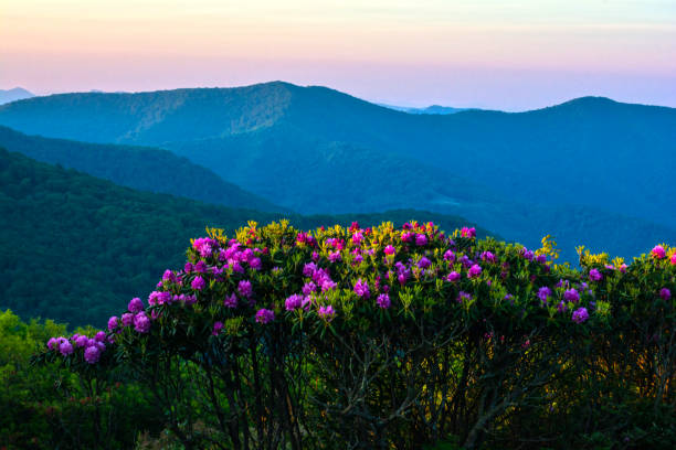 istock Rhododendrons in the Highlands 909373376