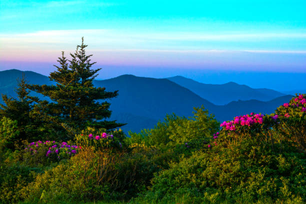 istock Rhododendrons in the Highlands 909373432