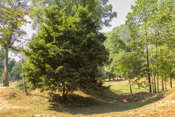 istock The jungle in Angkor Wat 909373498