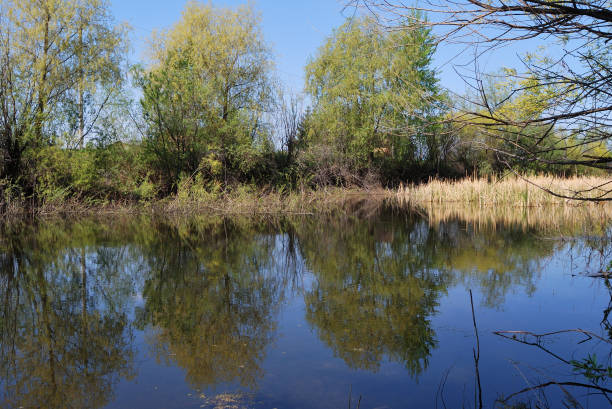 istock Small pond, Omsk region, Russia 909374604