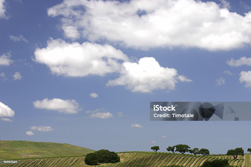 Toscana of America - Foto stock royalty-free di Albero