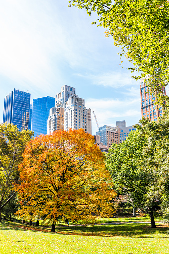 Manhattan New York City NYC Central park with one orange trees, nobody, cityscape buildings skyline in autumn fall season with yellow vibrant saturated foliage