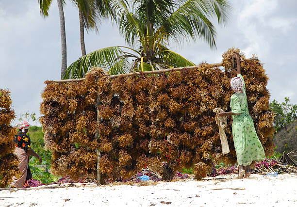 alga marina è appesa a secco sulla spiaggia, zanzibar - africa agriculture zanzibar industry foto e immagini stock
