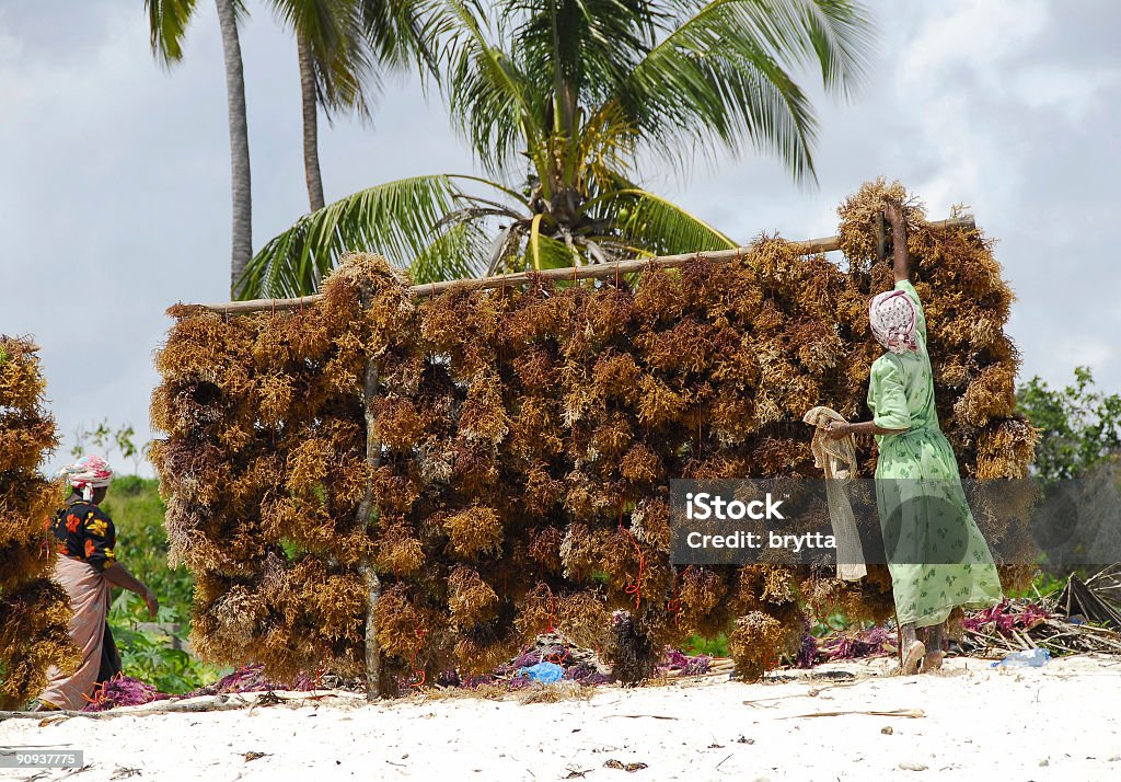 Alga marinha é deixar secar na praia, Ilha de Zanzibar - Royalty-free Indústria Foto de stock