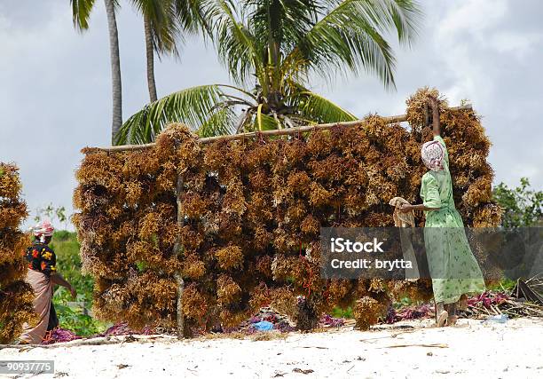 Alga Marinha É Deixar Secar Na Praia Ilha De Zanzibar - Fotografias de stock e mais imagens de Indústria