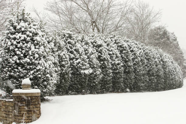 istock Snowy morning walk 909378274