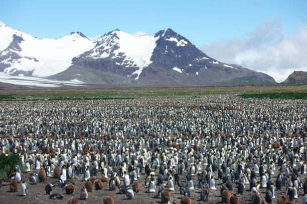 pinguino della georgia del sud- colonia di pinguini reali - falkland islands foto e immagini stock