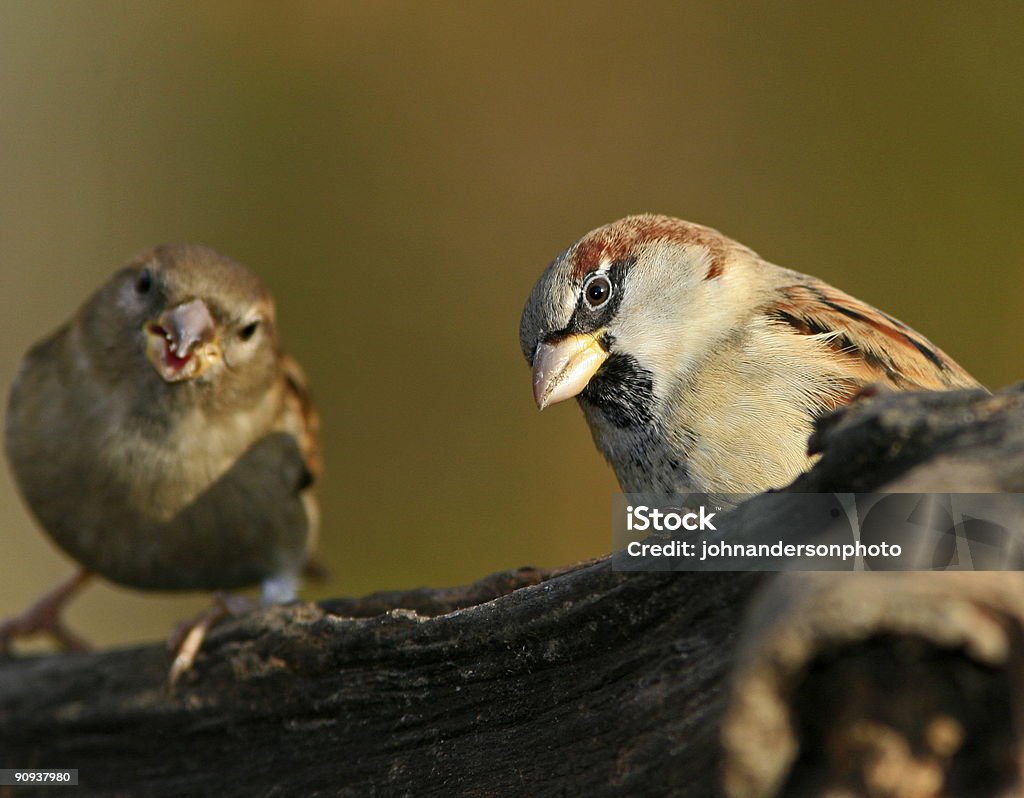 Dois sparrows na filial - Foto de stock de Pássaro royalty-free