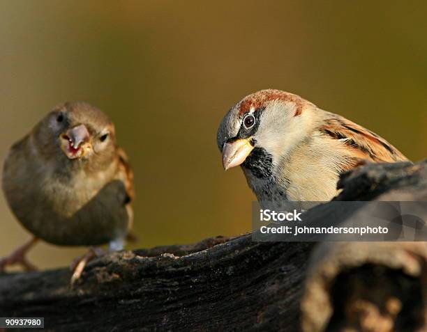 Foto de Dois Sparrows Na Filial e mais fotos de stock de Pássaro - Pássaro, Canto de Passarinho, Dois Animais