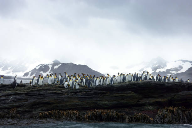 south georgia penguin - colônia de pinguim-rei - south georgia falkland islands mode of transport nature - fotografias e filmes do acervo