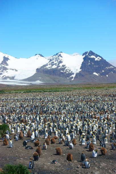 istock South Georgia Penguin--King Penguin colony 909380768