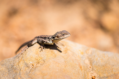 A small lizard sunbathing on a rock on a steep rocky path to Harveys Return on Kangaroo Island