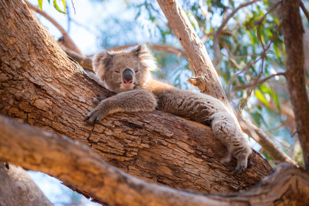 istock Kangaroo Island Australia - Koala lying in a tree 909381122