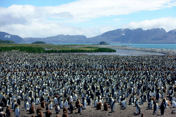 pinguino della georgia del sud- colonia di pinguini reali - falkland islands foto e immagini stock