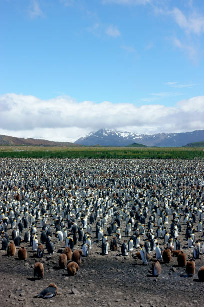 south georgia penguin - colônia de pinguim-rei - south georgia falkland islands mode of transport nature - fotografias e filmes do acervo