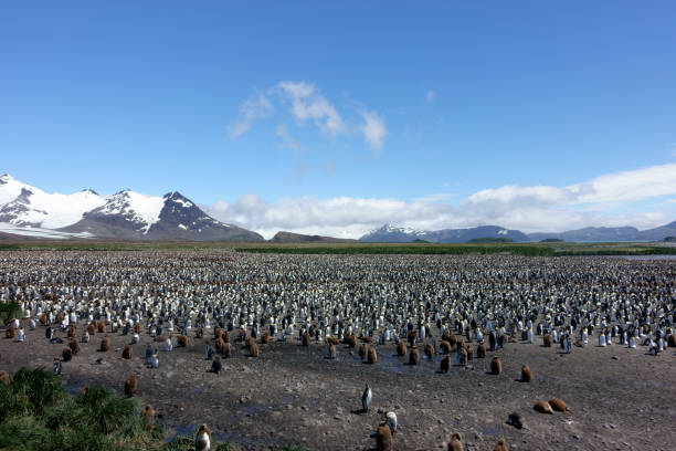 istock South Georgia Penguin--King Penguin colony 909381394