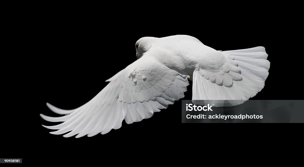 White Dove in Flight 8  Dove - Bird Stock Photo
