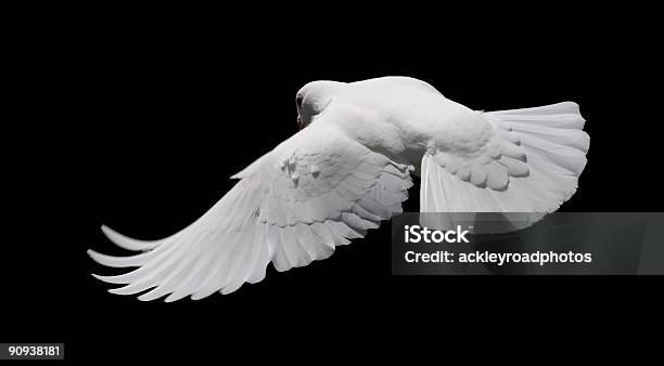 White Dove In Flight 8 Stock Photo - Download Image Now - Dove - Bird, Black Background, Pigeon