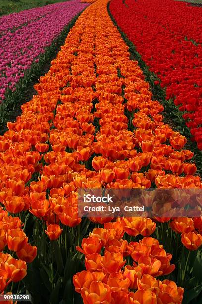 Campo De Tulipanes 1 Foto de stock y más banco de imágenes de Agricultura - Agricultura, Botánica, Cabeza de flor