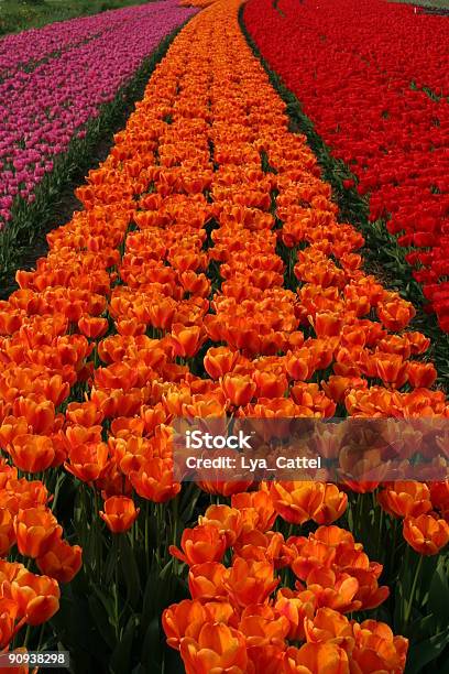 Photo libre de droit de Champ De Tulipes 1 banque d'images et plus d'images libres de droit de Agriculture - Agriculture, Amsterdam, Arbre en fleurs