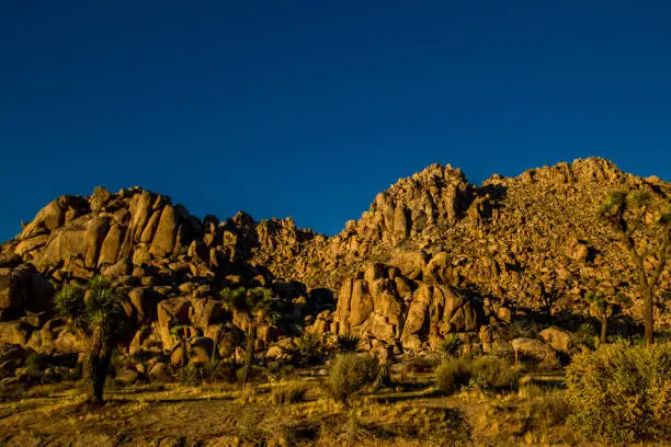 Photo of joshua tree