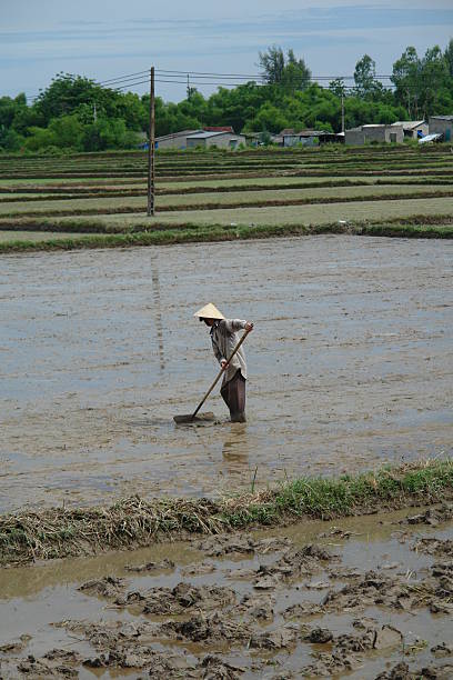vietnamita agricultor de trabajo - reisbauer fotografías e imágenes de stock