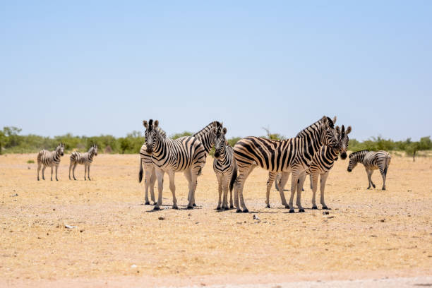 belle vue sur un troupeau de zèbres debout ensemble dans un trou d’eau sèche dans le parc national etosha en namibie, en afrique. parc d’etosha est une destination touristique célèbre. - parc national detosha photos et images de collection