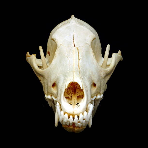 Coyote cráneo - foto de stock