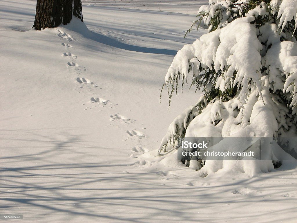 Animal las pistas de nieve - Foto de stock de Impronta de animal libre de derechos