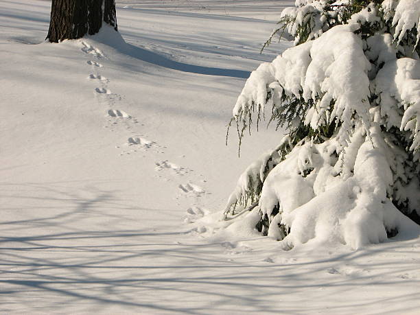 Zwierzę śledzi w śniegu – zdjęcie