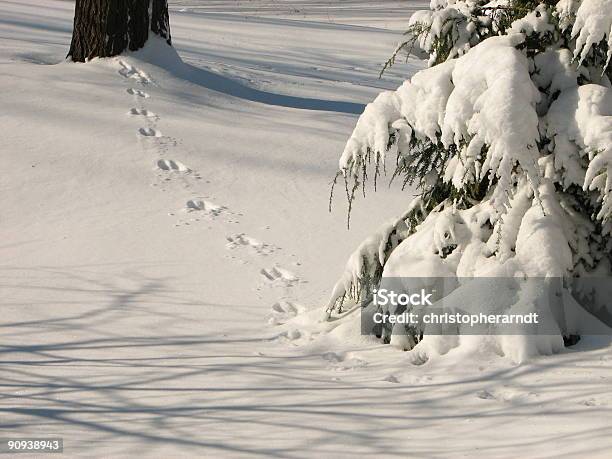 Faixas De Animais Na Neve - Fotografias de stock e mais imagens de Neve - Neve, Rasto de animal, Ao Ar Livre