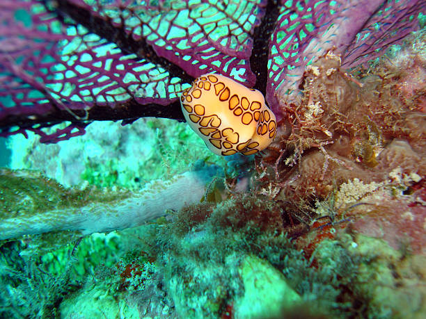 istock Nudibranch on coral reef 90939033