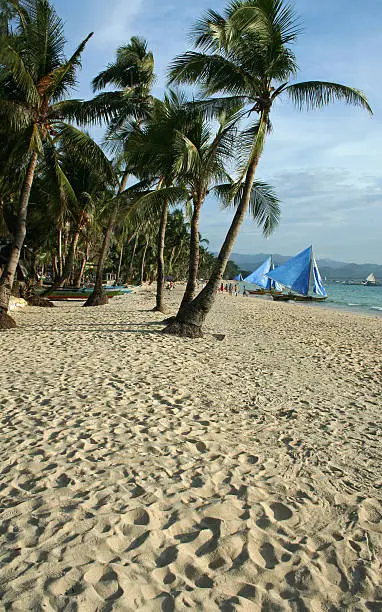 Photo of boracay beach palm trees white sand